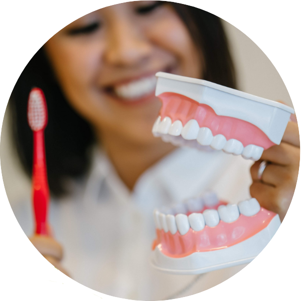 Smiling woman holding teeth model and toothbrush.